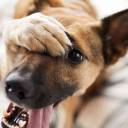 5 Ways To Keep Dogs Entertained When They’re Home Alone