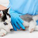 Protecting Your Husky from Serious Health Problems