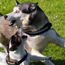 What Is the Best Husky Crossbreed?