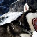 Are Huskies Aggressive and Dangerous?