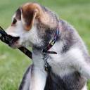 Basics of Siberian Husky Training