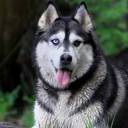 Training Your Siberian Husky to Listen to You