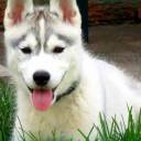 Is Your Siberian Husky Potty Trained Enough?