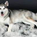 How Well Is Your Siberian Husky Groomed?