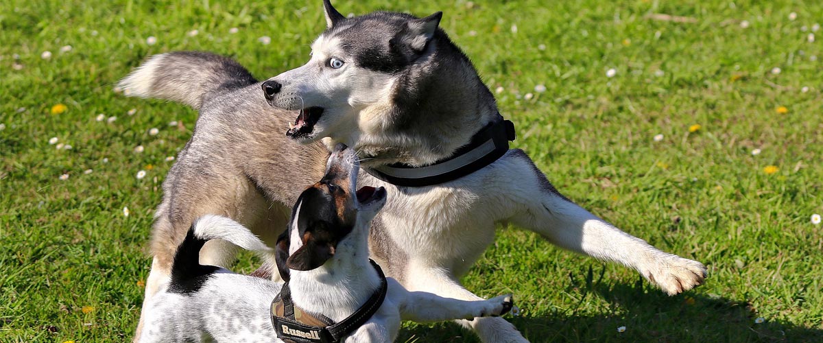 What Is the Best Husky Crossbreed?
