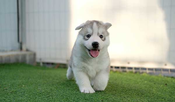 husky pup happy