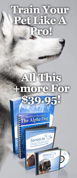 Train Your Pet Like A Pro