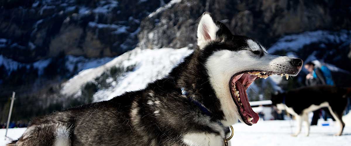 Are Huskies Aggressive and Dangerous?