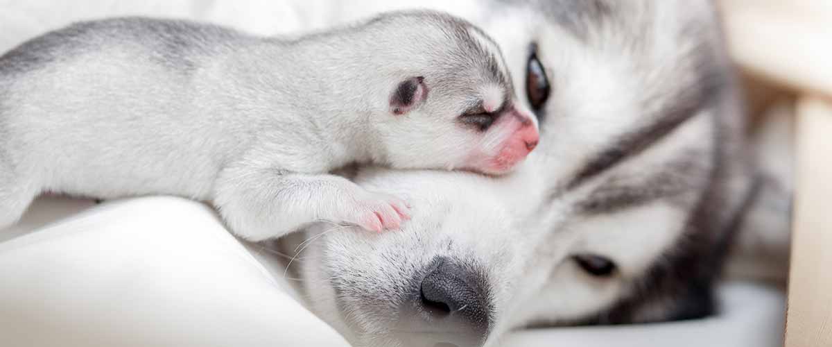 Do Huskies Make Good Pets For Everyone?
