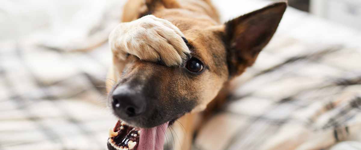 5 Ways To Keep Dogs Entertained When They’re Home Alone