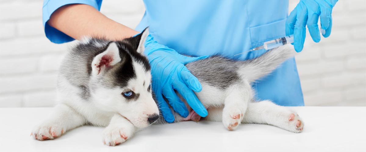 Protecting Your Husky from Serious Health Problems