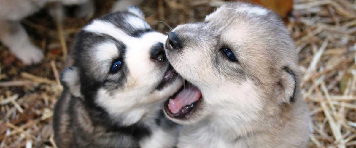 Boy or Girl Husky – Which Is Best?