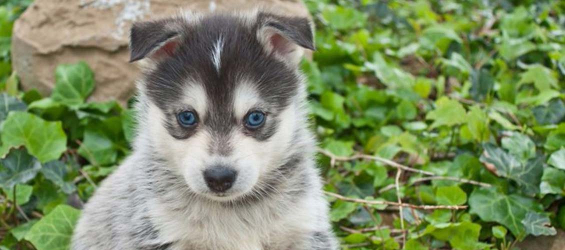Things to know before buying a husky