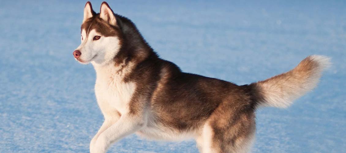 Husky Behaviour