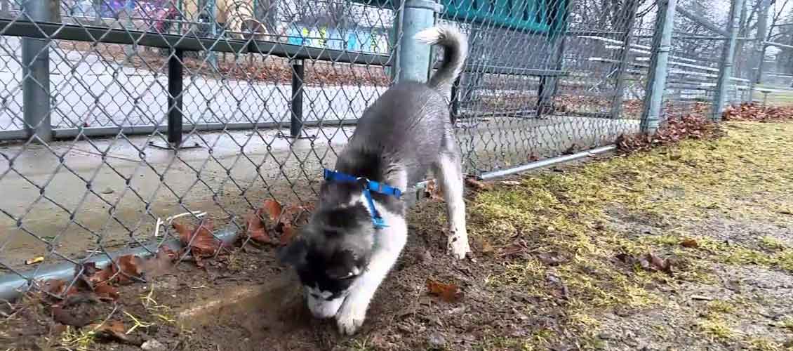 Husky digging
