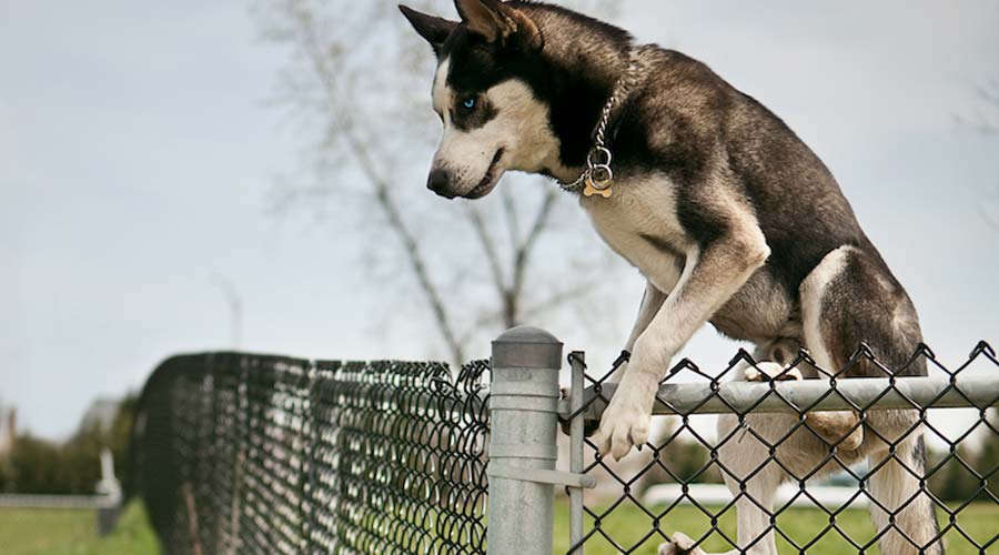 Husky escaping
