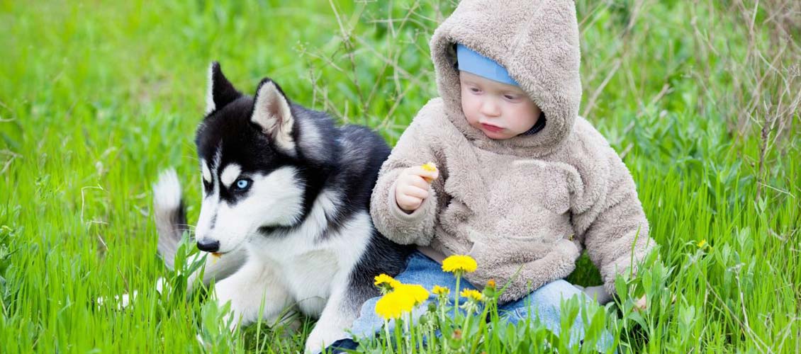 Husky good with children