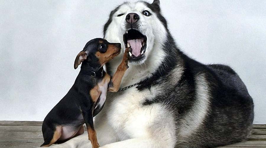 Are Huskies good with other pets?