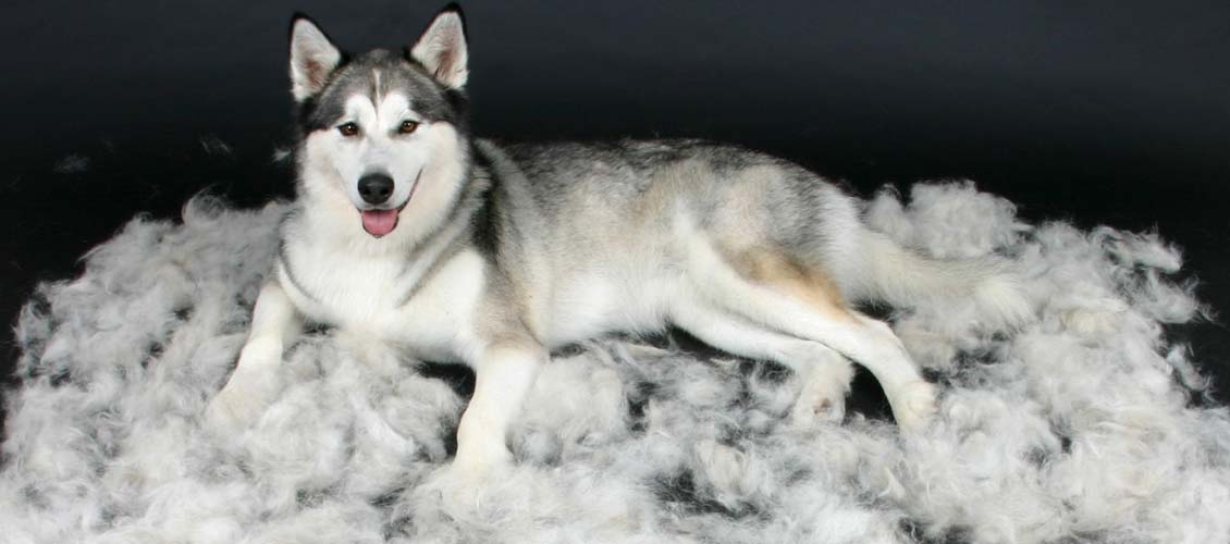 How well is your husky groomed?