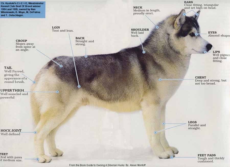 Husky health
