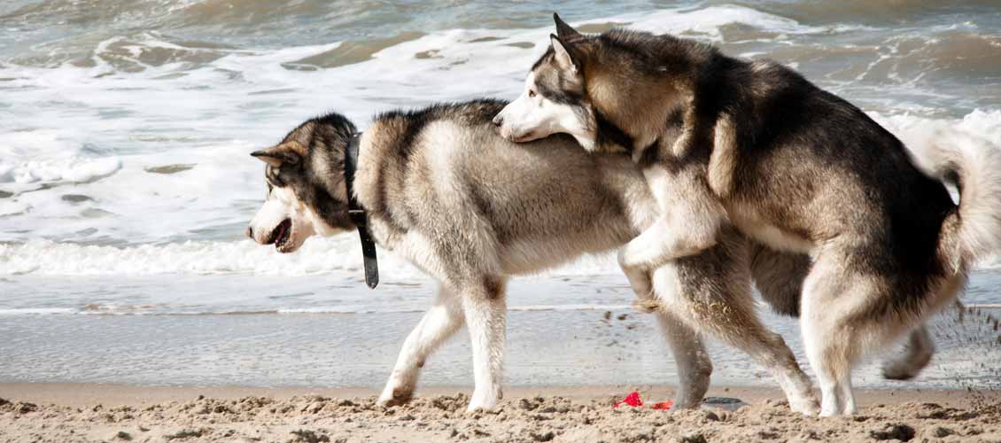 Husky humping