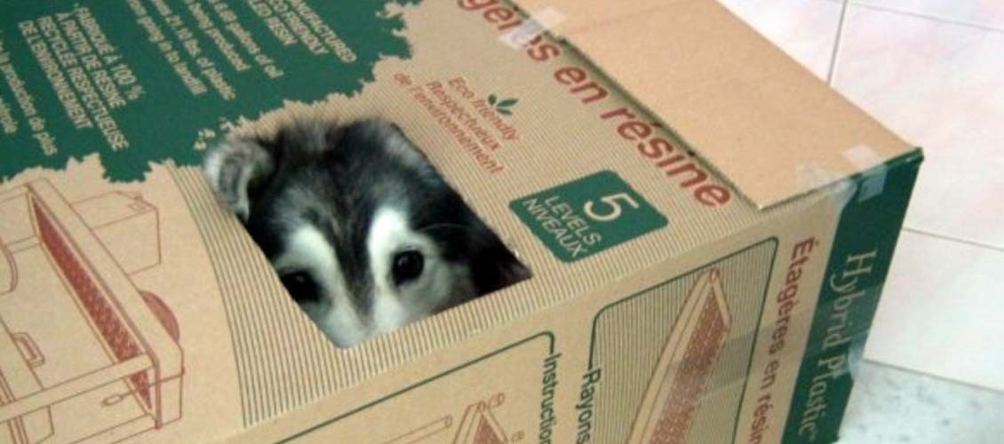 Husky in a box