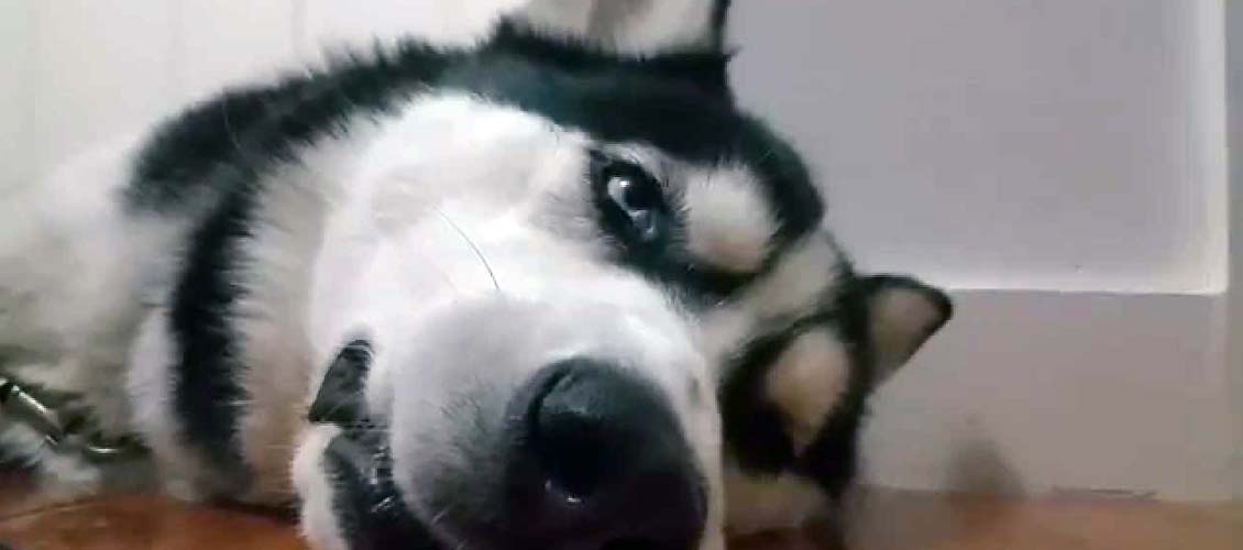 Husky neutered