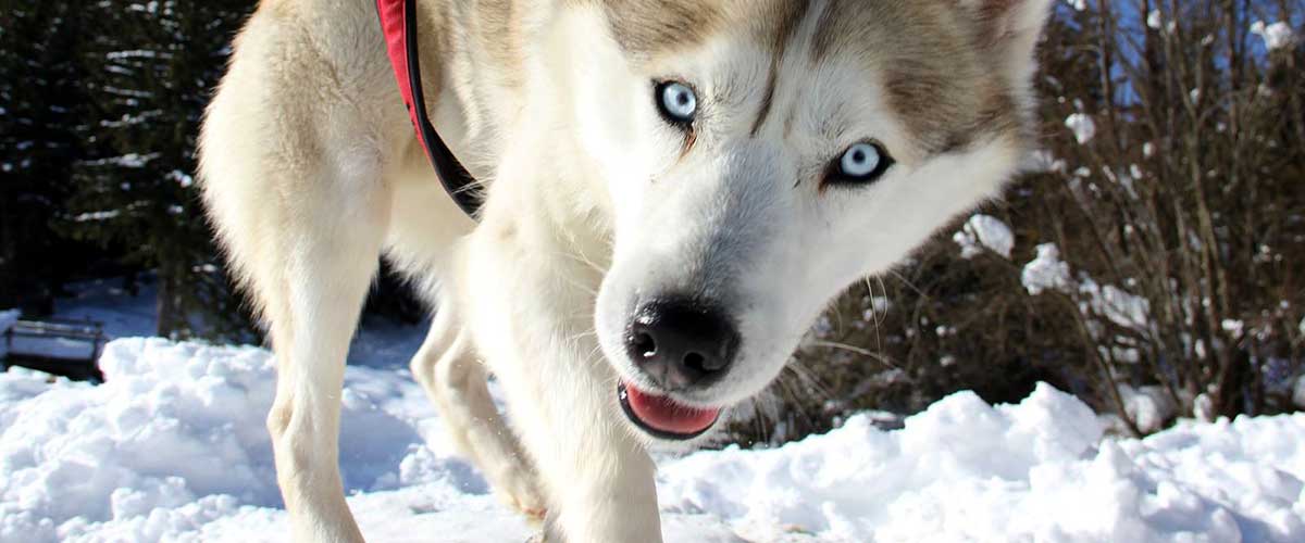 5 Top Tips for Caring for Your Husky’s Paws in Winter
