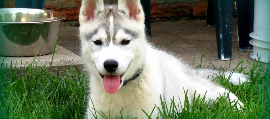 Husky potty training