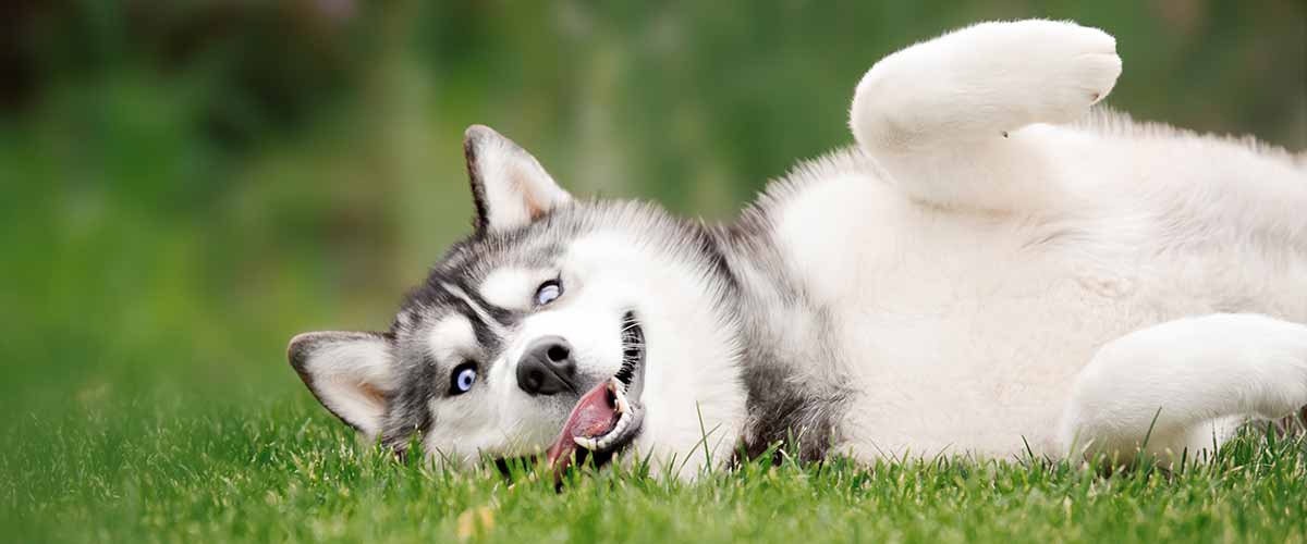 Why Does Your Husky Eat Poop, And What Can You Do About It?