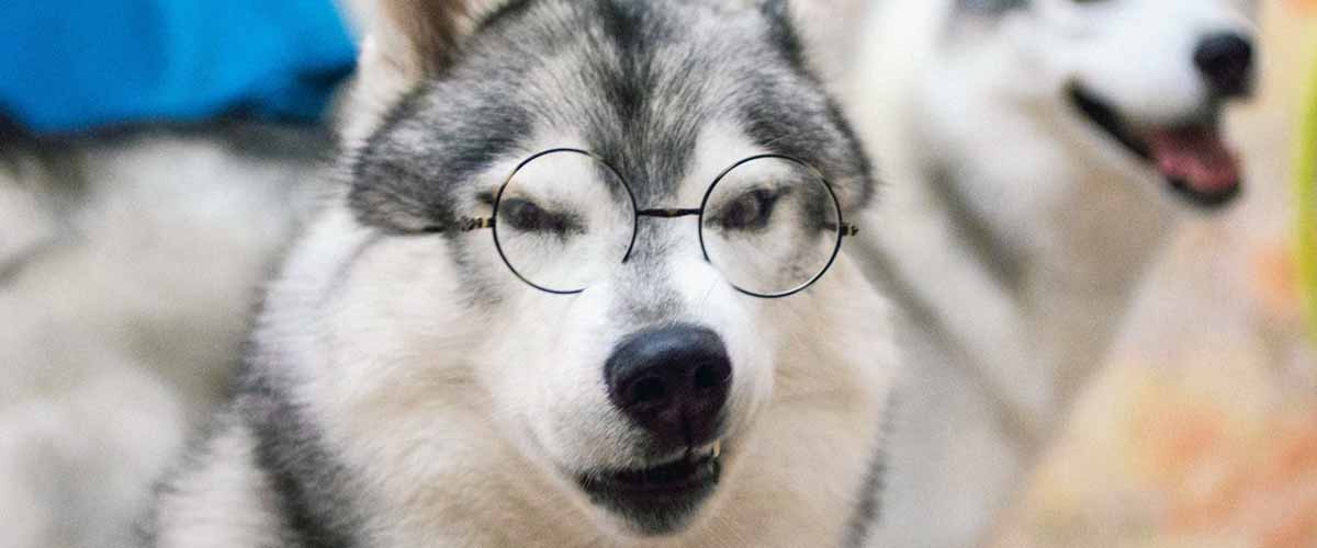 How Do You Care for Senior Dogs?