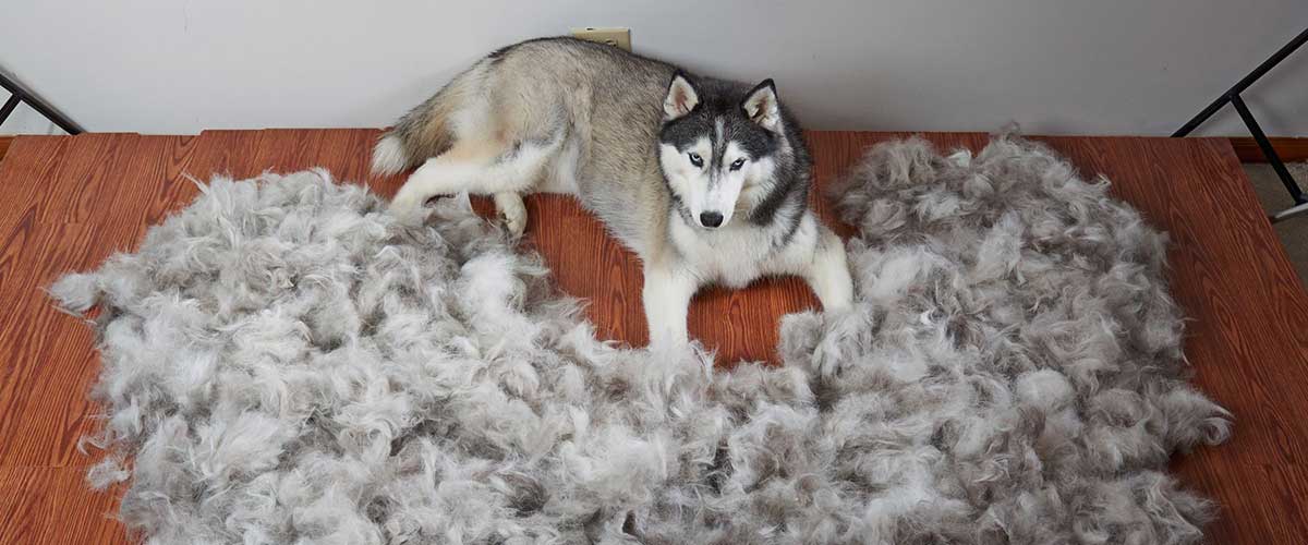 Why Do Huskies Shed So Much?