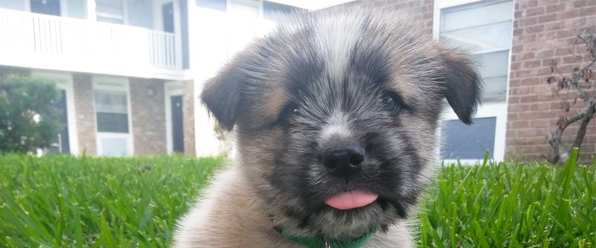 Should You Buy A Cross-Breed Dog? 