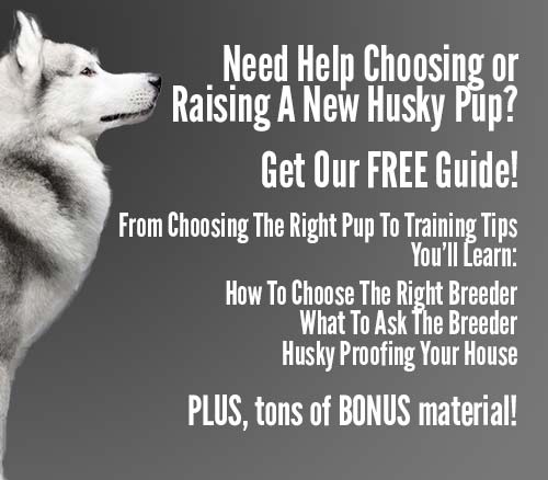 FREE Guide To Your New Husky