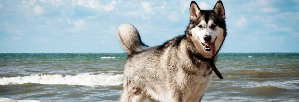 Husky on beach