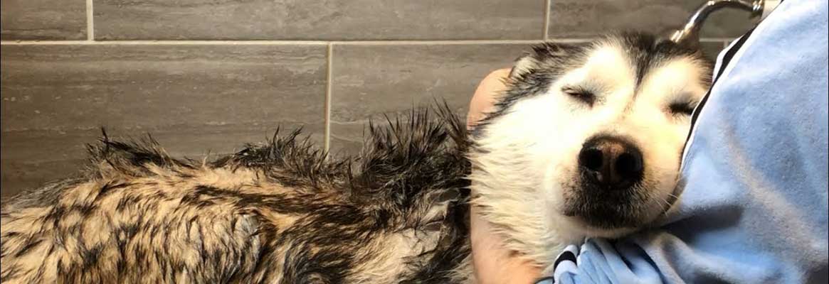 How can you make Husky bath time easy and fun?