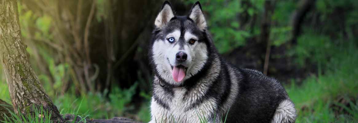 Husky listening