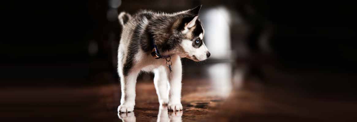Husky pup